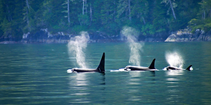 Spækhuggere ved Vancouver Island i Canada