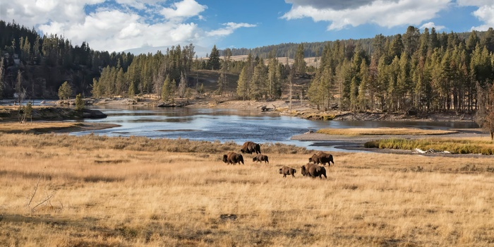 Bisoner græsser i Yellowstone National Park - Foto Carol Highsmiths America Unsplash