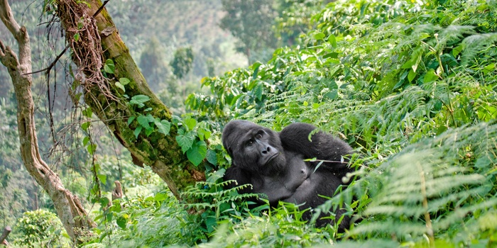 Besøg bjerggorillaerne i Bwindi - Uganda