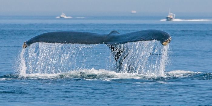 Tadoussac - Whale watching i Canada