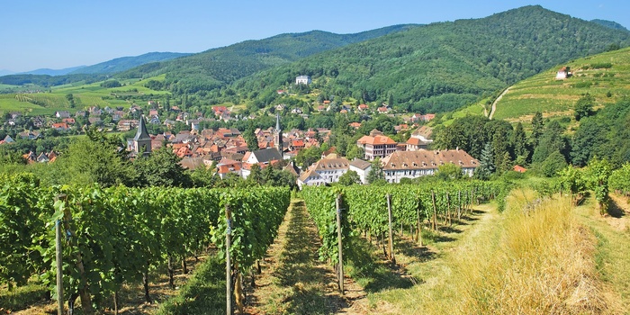 Vinmarker og byen Ribeauvillé i Alsace