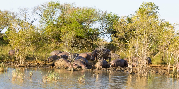Isimangaliso Wetland Park i Sydafrika