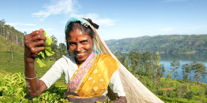 Teplukker i Sri Lanka - Kan eks. opleves på rundrejse