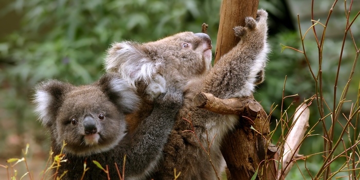 Koalaer i Australien