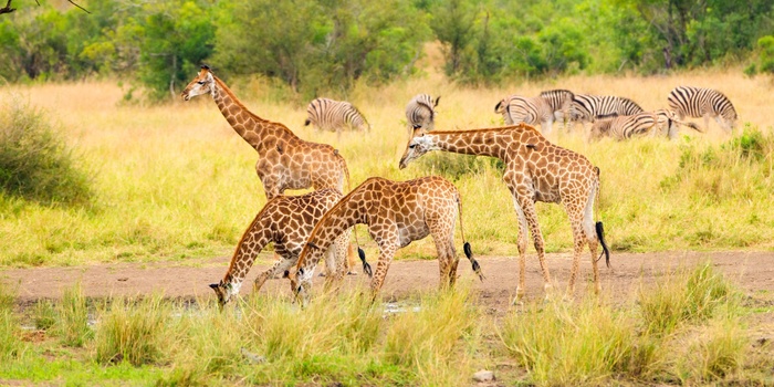 Giraffer i Kruger nationalpark i Sydafrika