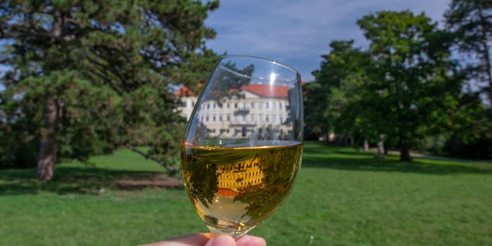 Vin ved Lednice-Valtice Moravia Tjekkiet