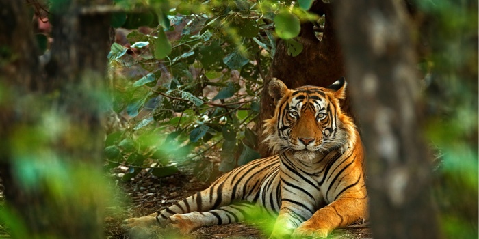 Indisk tiger 