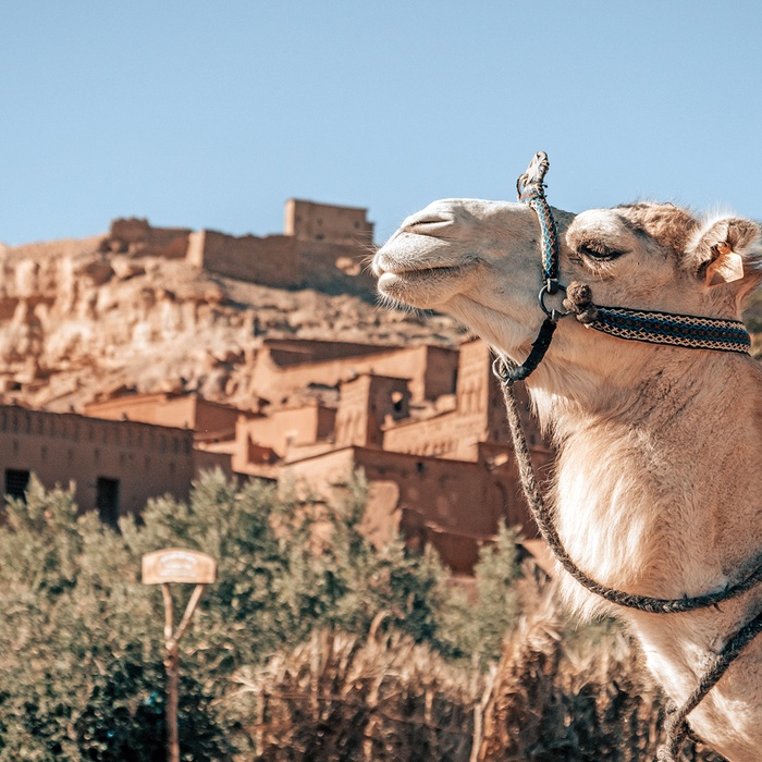 Dromedar foran Ait Ben Haddou- ikonisk lerby i Marokko