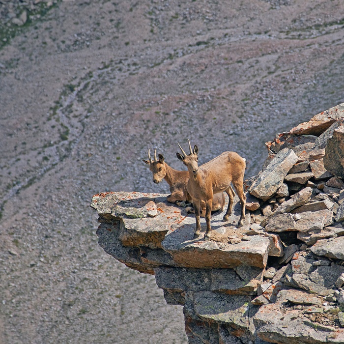 Den sibierske stenbuk i Ala Archa National Park i Kirgisistan