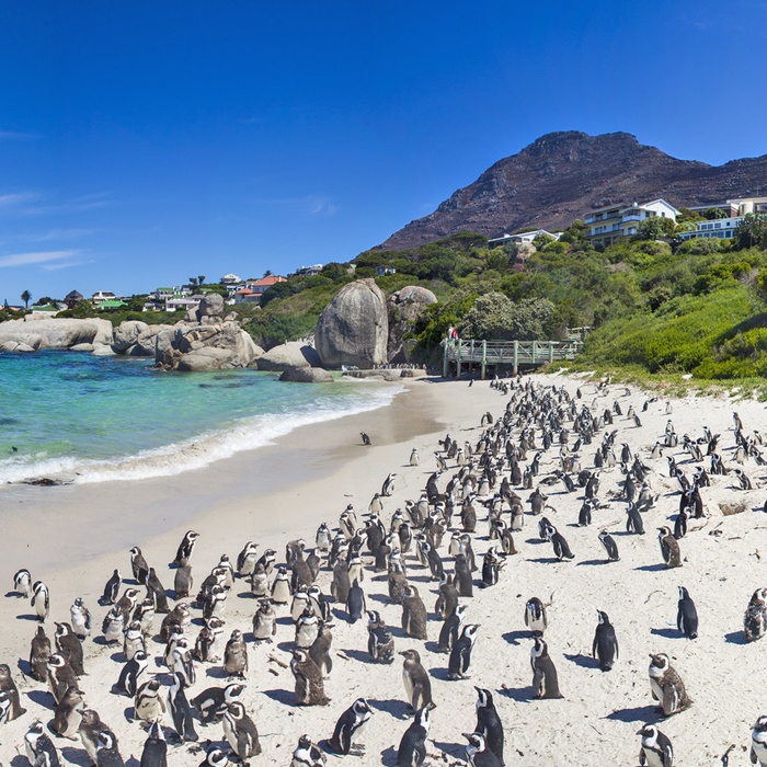 Pingviner på Boulders Bay, Cape Town - Sydafrika