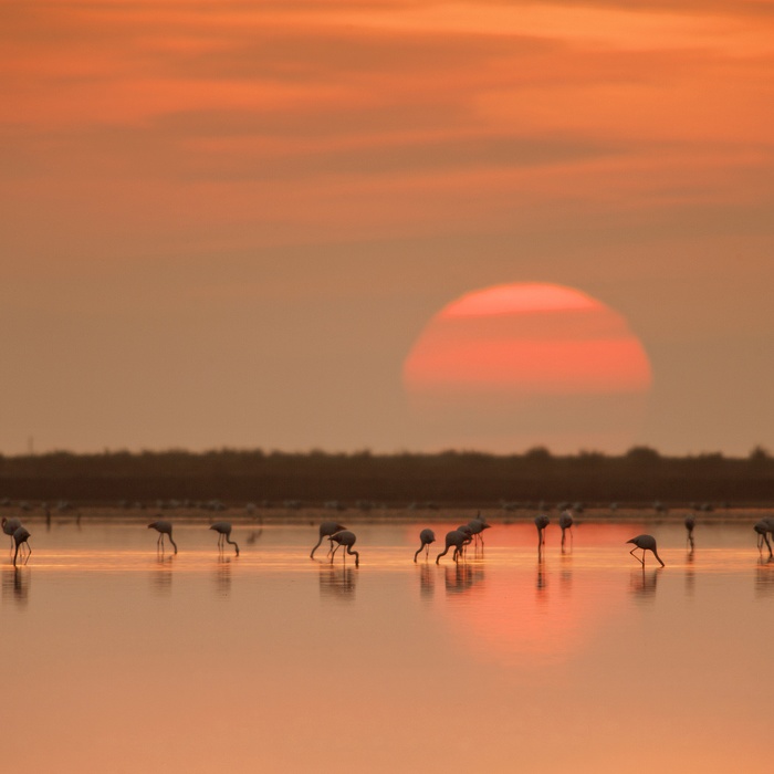 Flamingoer i solnedgang i Ebro Deltaet, Costa Dorada i Spanien