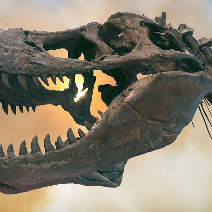 En dinosaurus, dinosaur eller dino skelet, museum