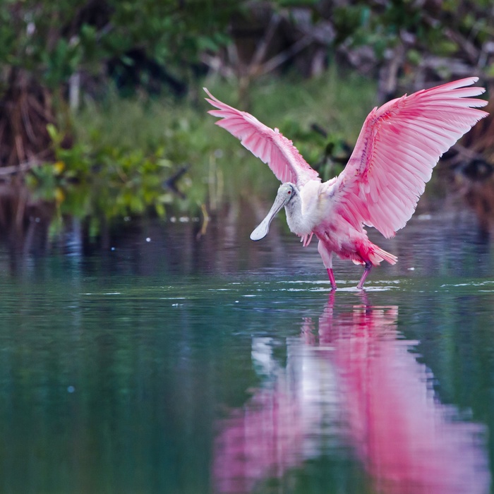 Rosette spoonbill eller stork i Florida