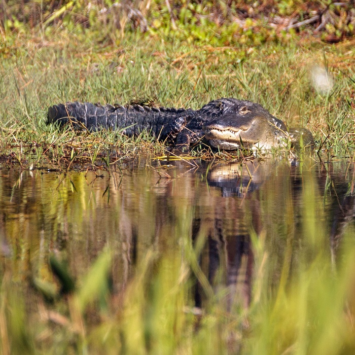 Alligator i Everglades - Florida