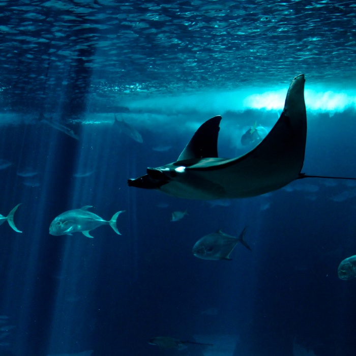 Fisk i Oceanária i Lissabon