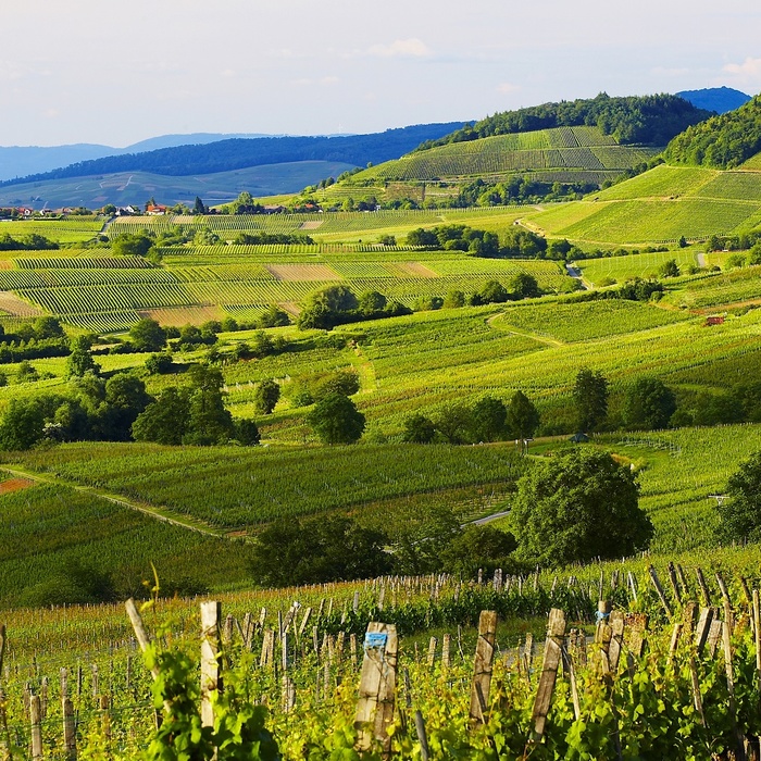 Markgräflerland © Hochschwarzwald Tourismus GmbH