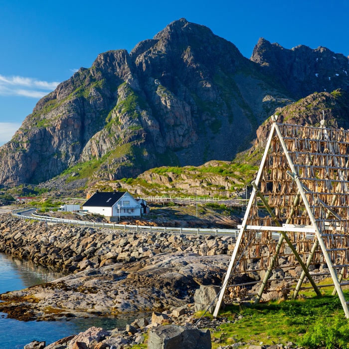 Stativ med klipfisk, Henningsvær i Lofoten, Norge