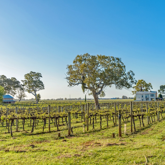 Vinmark-gård i Coonawarra, South Australia