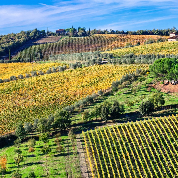 Vinområdet Chianti i Toscana, Italien