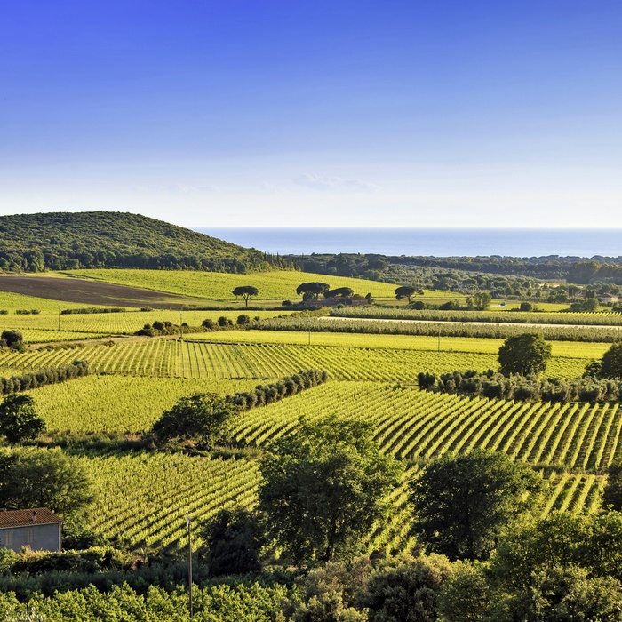 Vinmarker på øen Elba, Toscana i Italien
