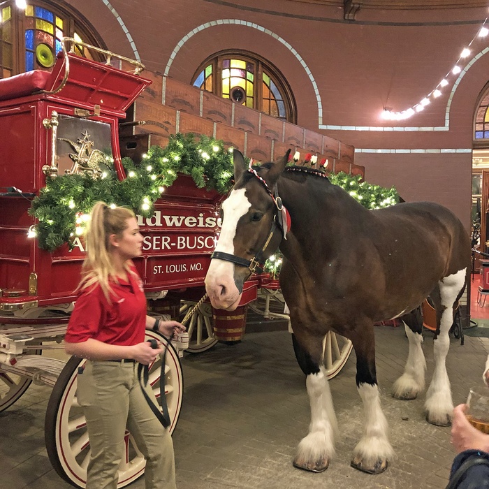 Clydesdales (trækhest) på Anheuser-Busch bryggeriet og Budweiser i St. Louis - Missiouri