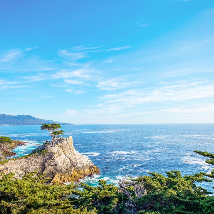 USA Californien 17 Mile Drive Lone Cypress Tree