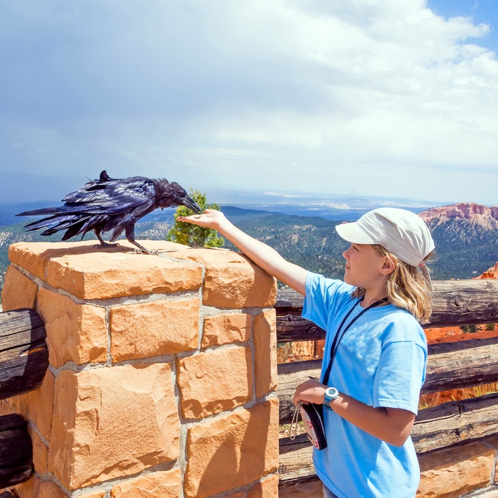 Pige der fodre fugl ved udsigtspunkt i Bryce Canyon i Utah, USA