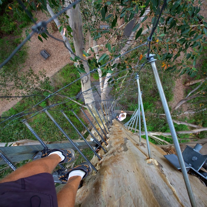 Oppe i The Glouchester Tree ved Pemberton, Western Australia