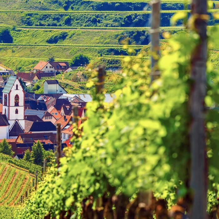 Vinmarker i Schwarzwald i Tyskland