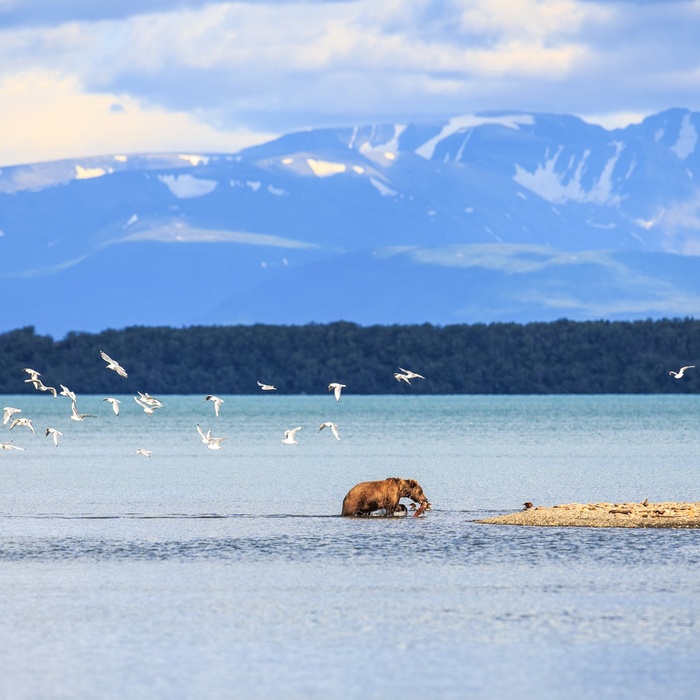 Spot en grizzlybjørn på rejse til Alaska