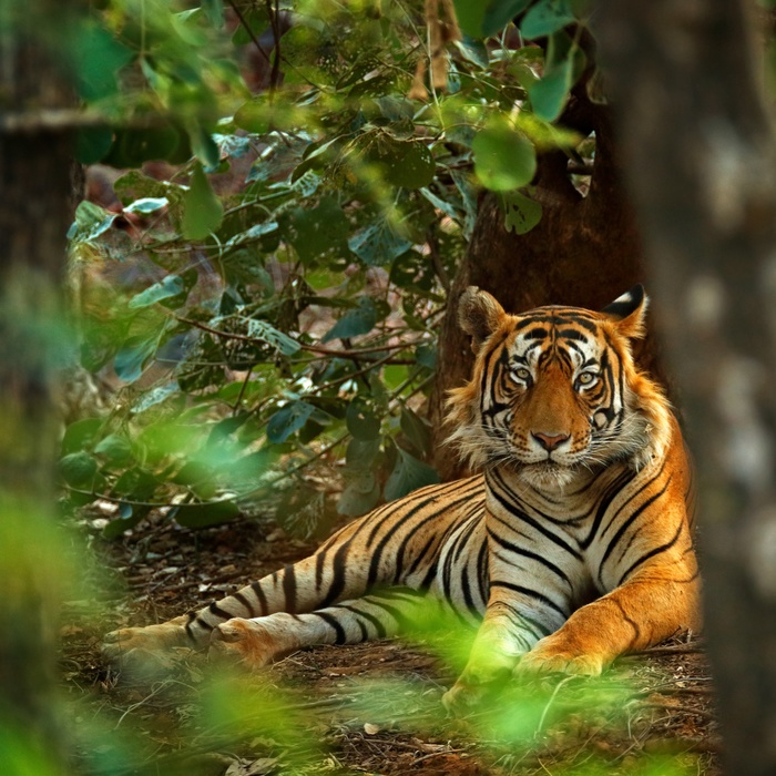 Indisk tiger