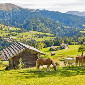 Heste der græsser ved gård i Østrig