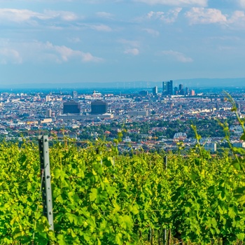 Vinmarker udenfor Wien, Østrig