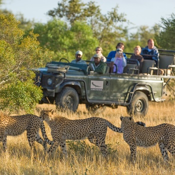 Ngala Tented Camp - på safari