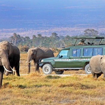 En flok elefanter på en safari i Afrika