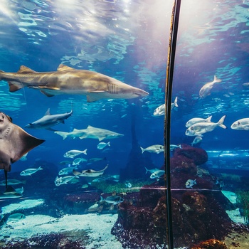 Kæmpe oceanarium med hajer, rokker og masser af fisk
