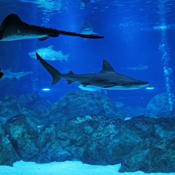 Akvarium eller oceanarium med lille pige der peger på haj