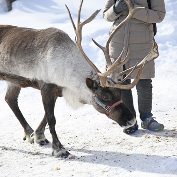 Rensdyr og besøgende på Running Raindeer Ranch nær Fairbanks - Alaska