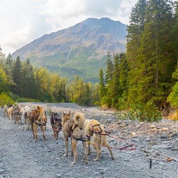 På tur med slædehunde i sommerhalvåret i Alaska