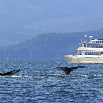 På hvalsafari i Alaska