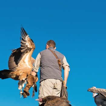 Opvisning i Ørneparken ved Kintzheim, Alsace