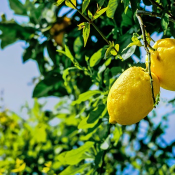Citrontræer på Amalfikysten