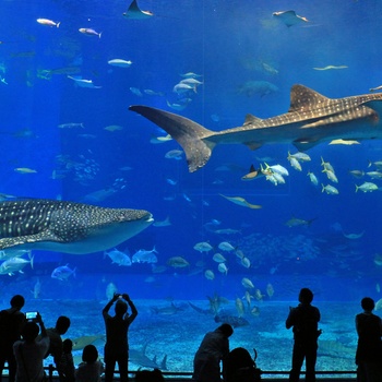 Oplev hvalhajer i Georgia Aquarium i Atlanta