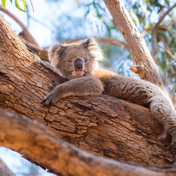 Koala slapper af i træerne - Australien
