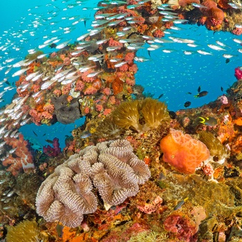 Fiskestime i Great Barrier Reef - Queensland i Australien