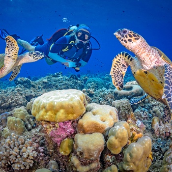 Dykning ved Great Barrier Reef - Queensland i Australien