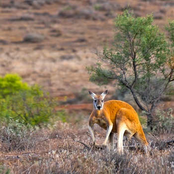 Kænguru i Flinders Ranges Nationalpark, South Australia