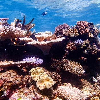 Outer Great Barrier Reef i Australien