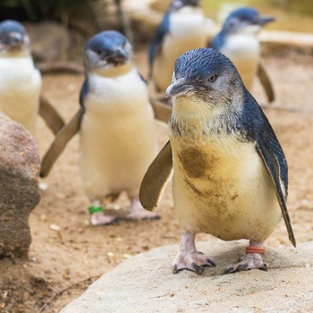 Penguin Parade på Phillip Island, Victoria i Australien