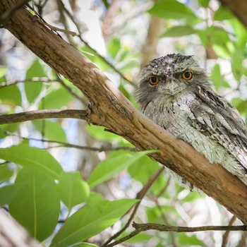 Tawny Frogmouth, ugle i Australien